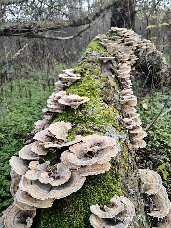 trúdnikovec Trametes sp.