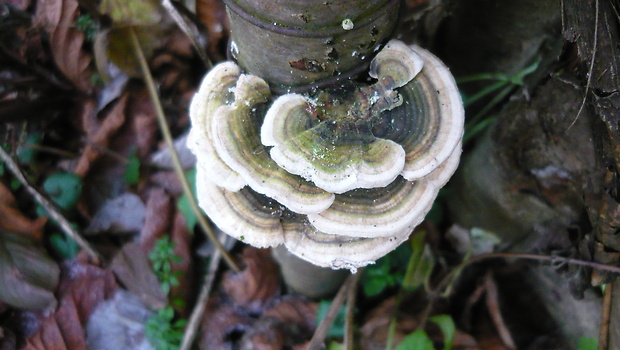 trúdnikovec pestrý Trametes versicolor (L.) Lloyd