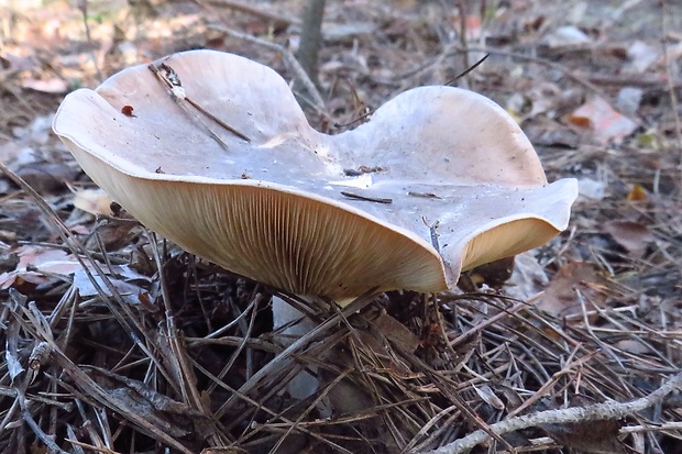 strmuľka inovaťová Clitocybe nebularis (Batsch) P. Kumm.