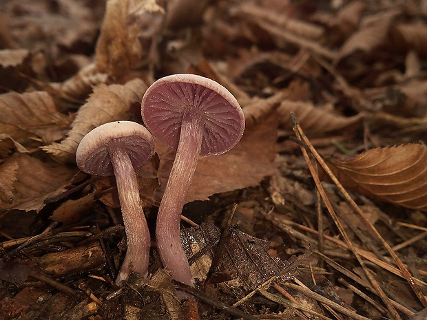 lakovka ametystová Laccaria amethystina (Huds.) Cooke