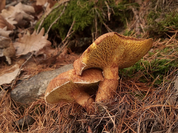 hríbovec dutohlúbikový Suillus cavipes (Opat.) A.H. Sm. & Thiers