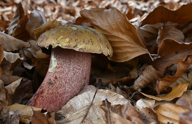 hríb zrnitohlúbikový Sutorius luridiformis (Rostk.) G. Wu & Zhu L. Yang