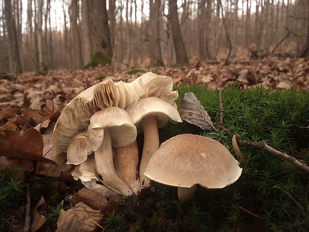 čírovka mydlová Tricholoma saponaceum (Fr.) P. Kumm.