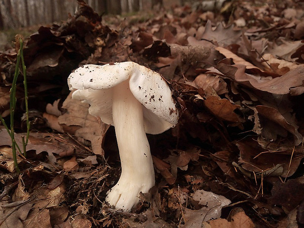 čírovka brezová Tricholoma stiparophyllum (S. Lundell) P. Karst.