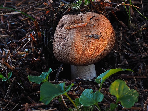 pečiarka lesná Agaricus sylvaticus Schaeff.