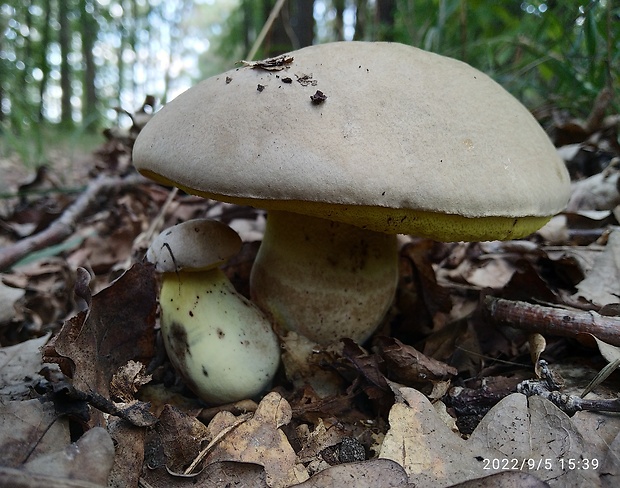 hríb horký Caloboletus radicans (Pers.) Vizzini