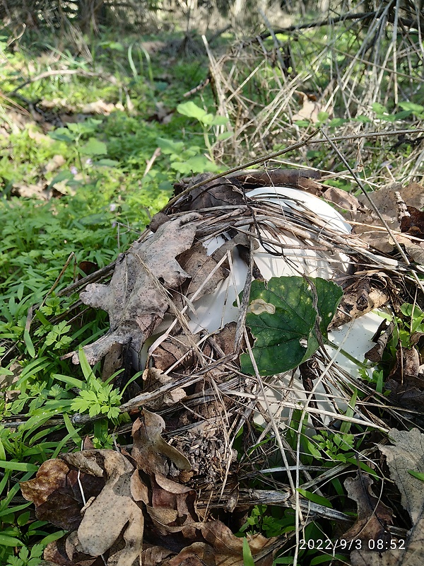 vatovec obrovský Calvatia gigantea (Batsch) Lloyd