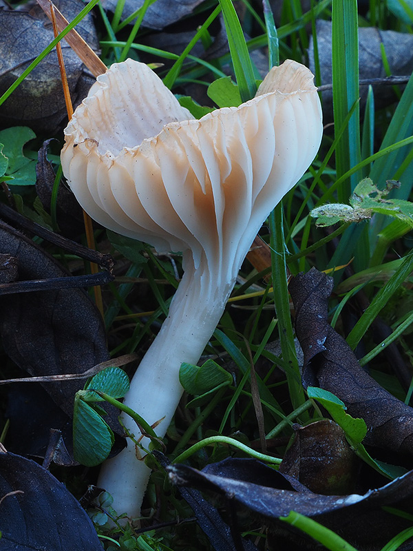 lúčnica snehobiela Cuphophyllus virgineus (Wulfen) Kovalenko