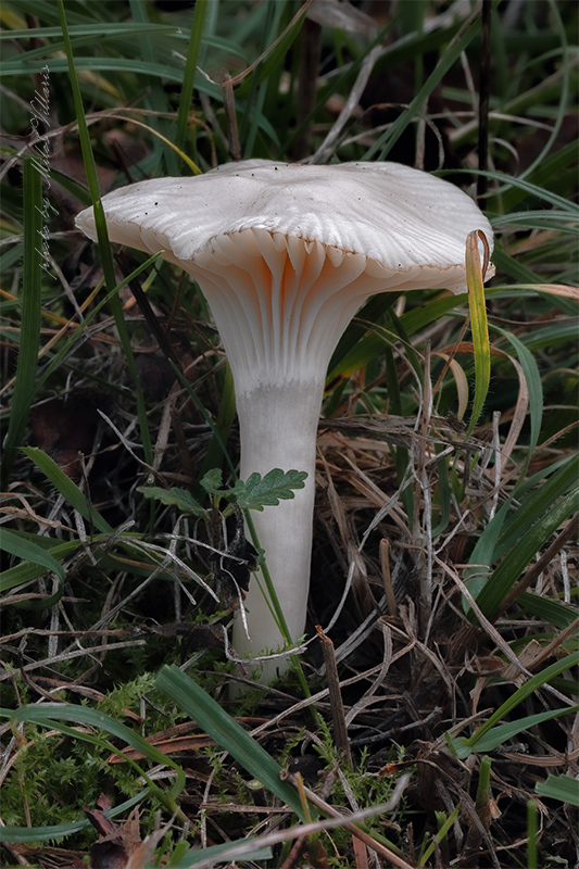 lúčnica snehobiela Cuphophyllus virgineus (Wulfen) Kovalenko