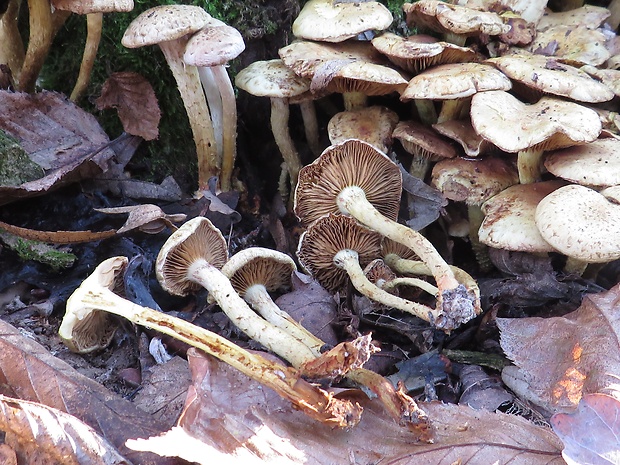 šupinovka gumová Pholiota gummosa (Lasch) Singer