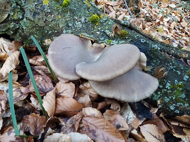 hliva ustricovitá Pleurotus ostreatus (Jacq.) P. Kumm.