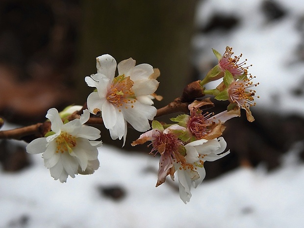 sakura ozdobná Prunus serrulata