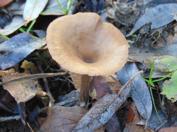 strmulica čiaškovitá Pseudoclitocybe cyathiformis (Bull.) Singer