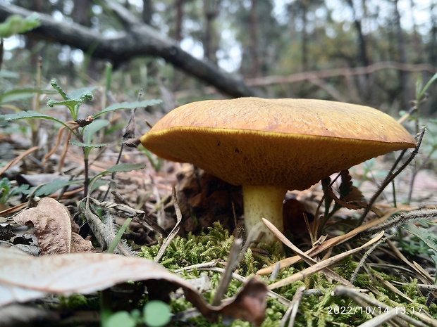 masliak Suillus sp.