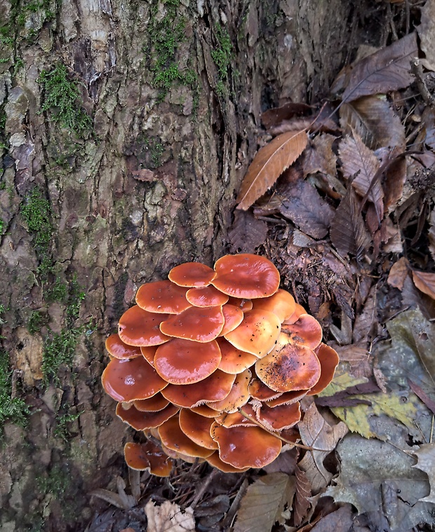 plamienka Flammulina sp.