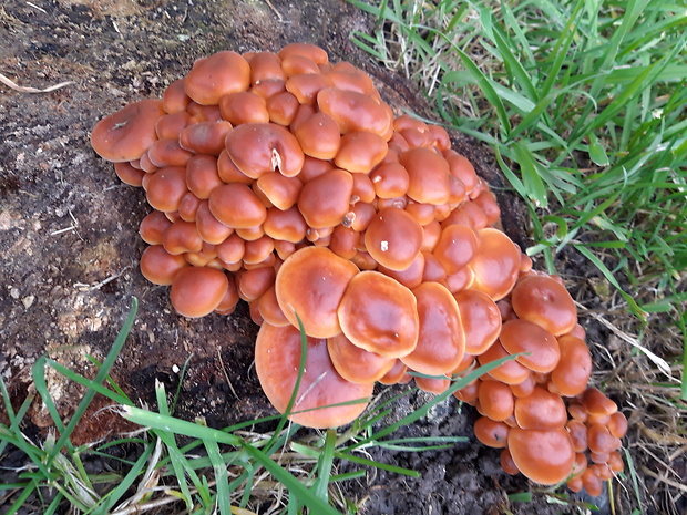 plamienka Flammulina sp.