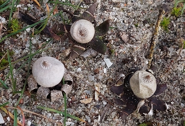 hviezdovka drsná Geastrum campestre Morgan