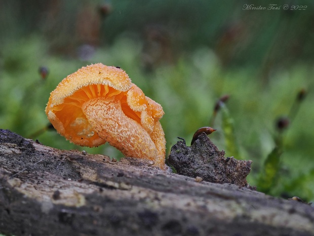 kalichovka Haasiella sp.