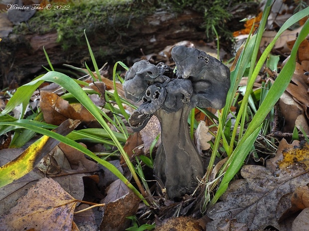 chriapač jamkatý Helvella lacunosa Afzel.