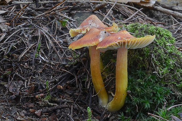 lúčnica granátovočervená Hygrocybe punicea (Fr.) P. Kumm.