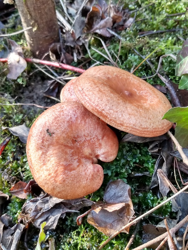 rýdzik pravý Lactarius deliciosus (L.) Gray