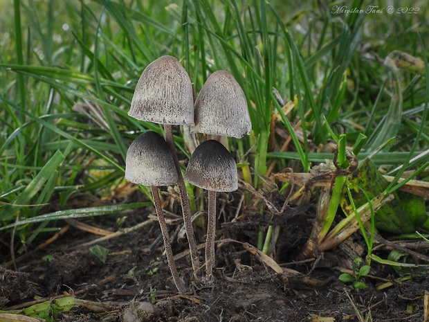 zvoncovec obyčajný Panaeolus papilionaceus (Bull.) Quél.