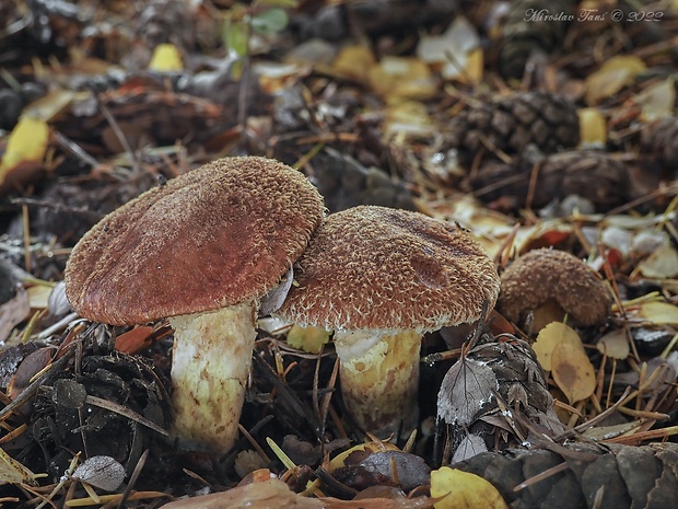 masliak duglaskový Suillus lakei (Murrill) A.H. Sm. & Thiers