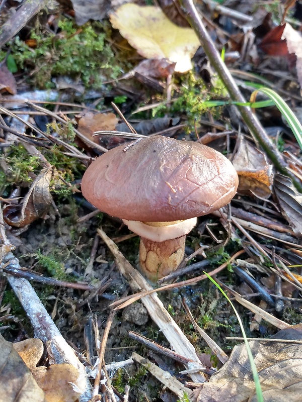 masliak obyčajný Suillus luteus (L.) Roussel