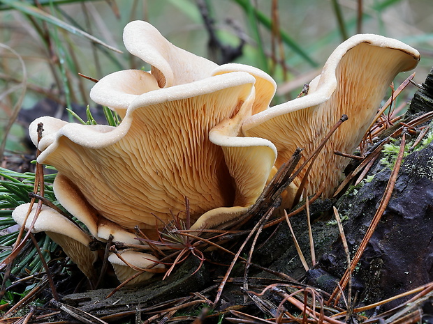 čechračka lastúrovitá Tapinella panuoides (Batsch) E.-J. Gilbert