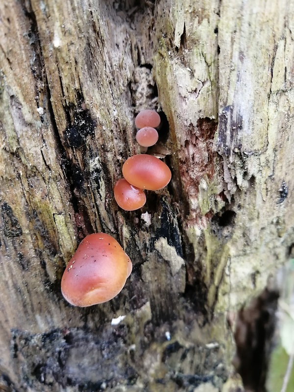 plamienka Flammulina sp.