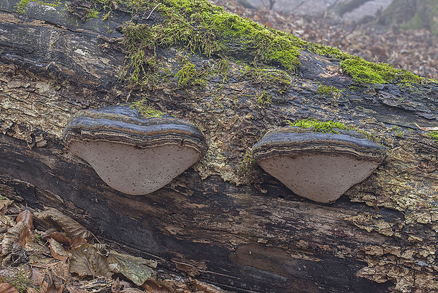 práchnovec kopytovitý Fomes fomentarius (L.) J.J. Kickx