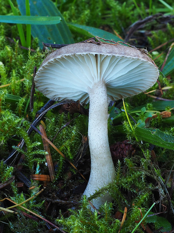 šťavnačka bodkovaná Hygrophorus pustulatus (Pers.) Fr.