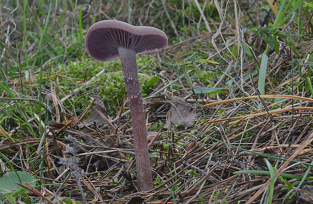 lakovka ametystová Laccaria amethystina (Huds.) Cooke