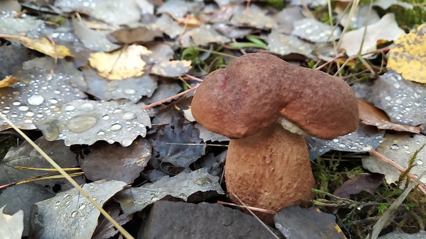 kozák Leccinum sp.