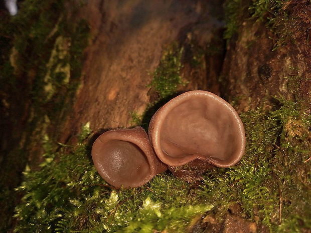 uchovec bazový Auricularia auricula-judae (Bull.) Quél.