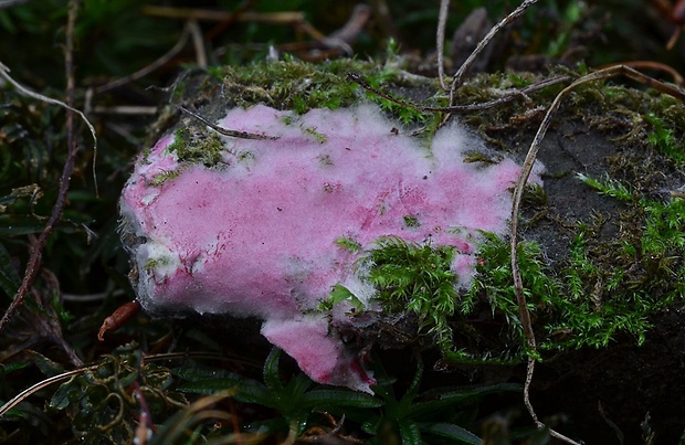 hubožer ružový Hypomyces rosellus (Alb. & Schwein.) Tul. & C. Tul.