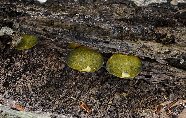 pňovka obyčajná Panellus stipticus (Bull.) P. Karst.