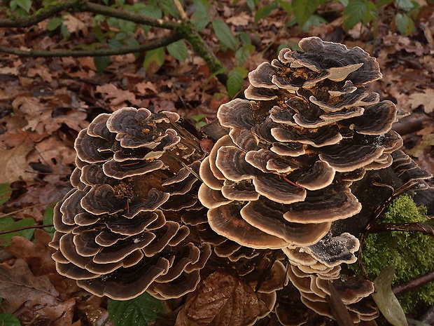 trúdnikovec pestrý Trametes versicolor (L.) Lloyd