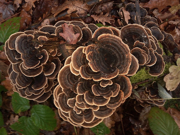 trúdnikovec pestrý Trametes versicolor (L.) Lloyd