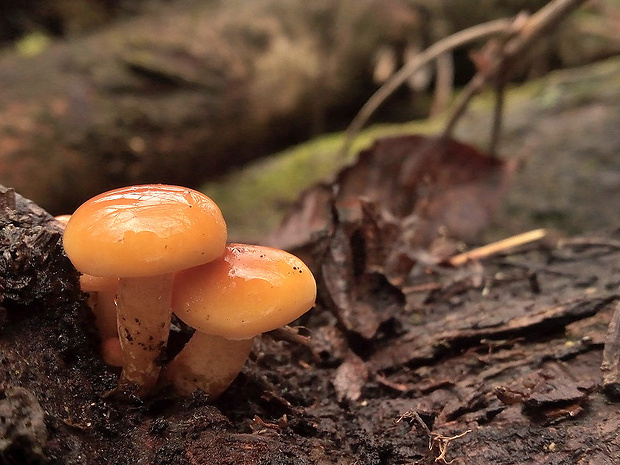 plamienka Flammulina sp.