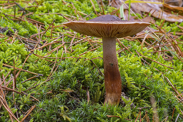 tmavuľka Melanoleuca sp.