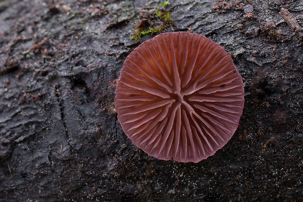 pňovka fialovohnedá Panellus violaceofulvus (Batsch) Singer