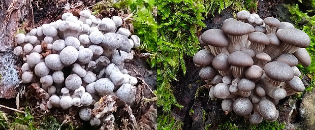 hliva ustricovitá Pleurotus ostreatus (Jacq.) P. Kumm.