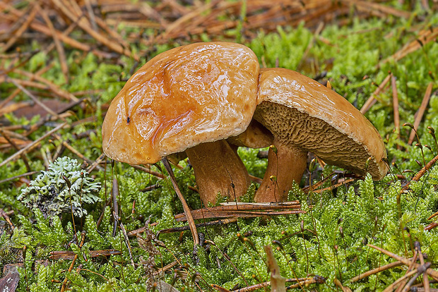 masliak kravský Suillus bovinus (Pers.) Roussel