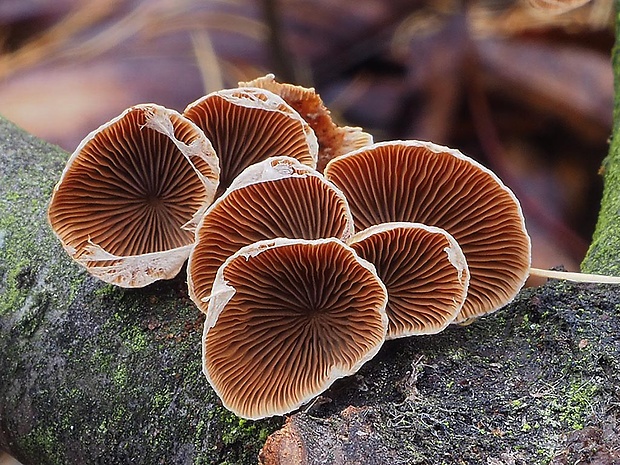 pňovka Tectella patellaris (Fr.) Murrill