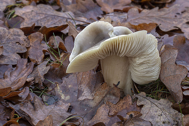 čírovka mydlová Tricholoma saponaceum (Fr.) P. Kumm.