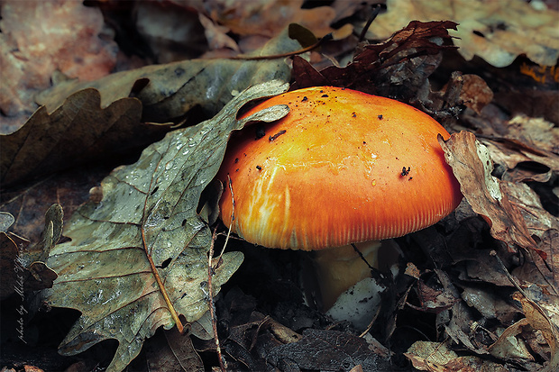 muchotrávka cisárska Amanita caesarea (Scop.) Pers.