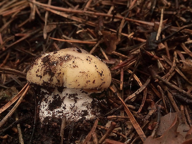 muchotrávka slamovožltá Amanita gemmata (Fr.) Bertill.