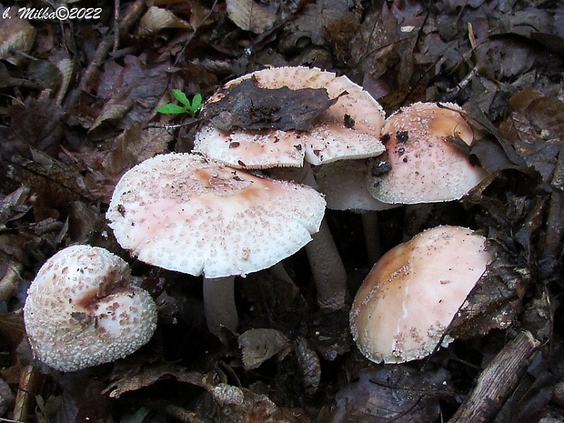 muchotrávka červenkastá Amanita rubescens Pers.