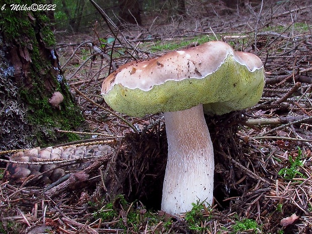 hríb smrekový Boletus edulis Bull.